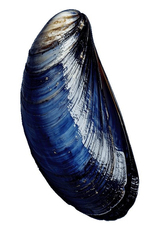 blue shell mussel